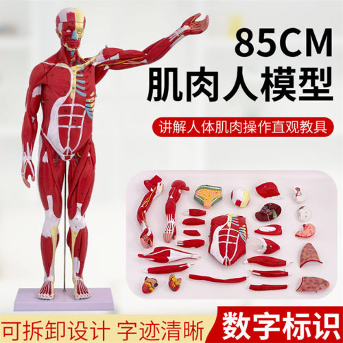 蓝蝶人体全身肌肉附内脏器官教具