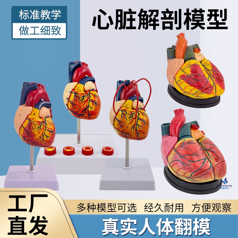 蓝蝶模型人体标准心脏解剖模型
