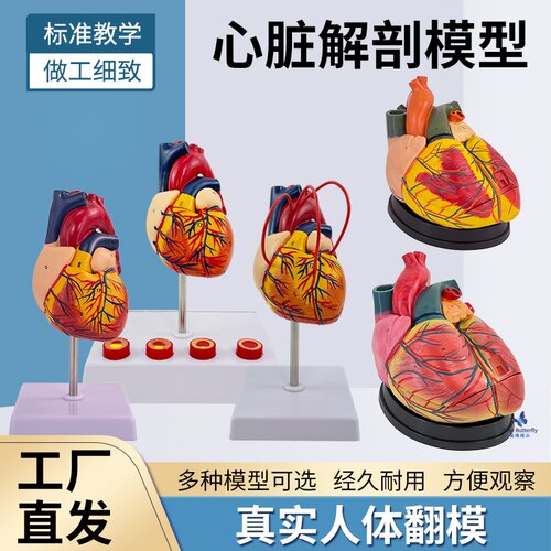 蓝蝶模型人体标准心脏解剖模型