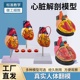 人体标准心脏解剖模型 B超彩超可拆卸自然大心脏医学教学教具模型