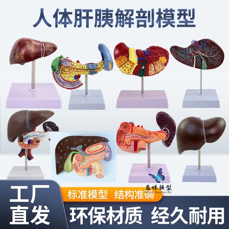 教学仿真肝胆胰十二指肠结构模型消化科医学肝脏胰腺胆囊肝胆模型 - 实物图