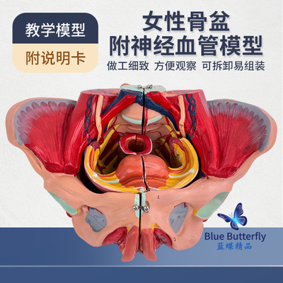 蓝蝶女性骨盆附神经血管模型教具