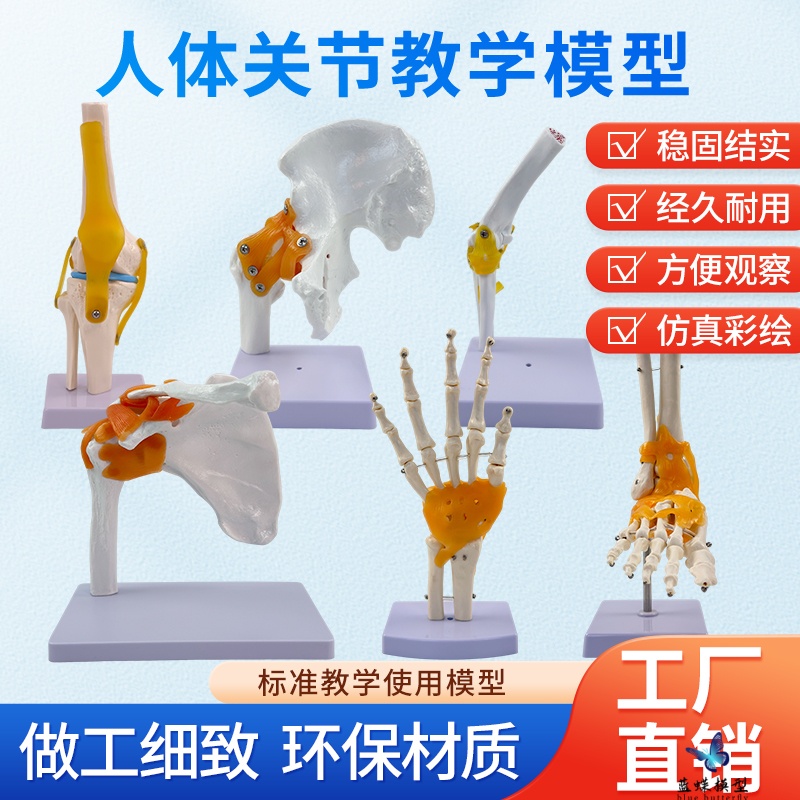 蓝蝶人体六大关节骨骼模型教具