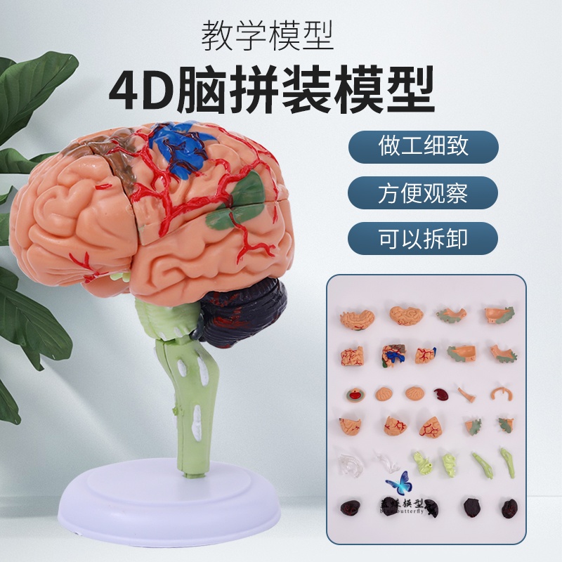 蓝蝶模型脑血管神经教具