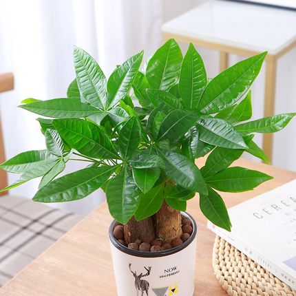 发财树室内小盆栽绿植花卉水培植物绿萝文竹四季好养活办公室桌面