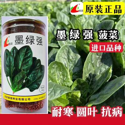 绿领种业墨绿强菠菜种子