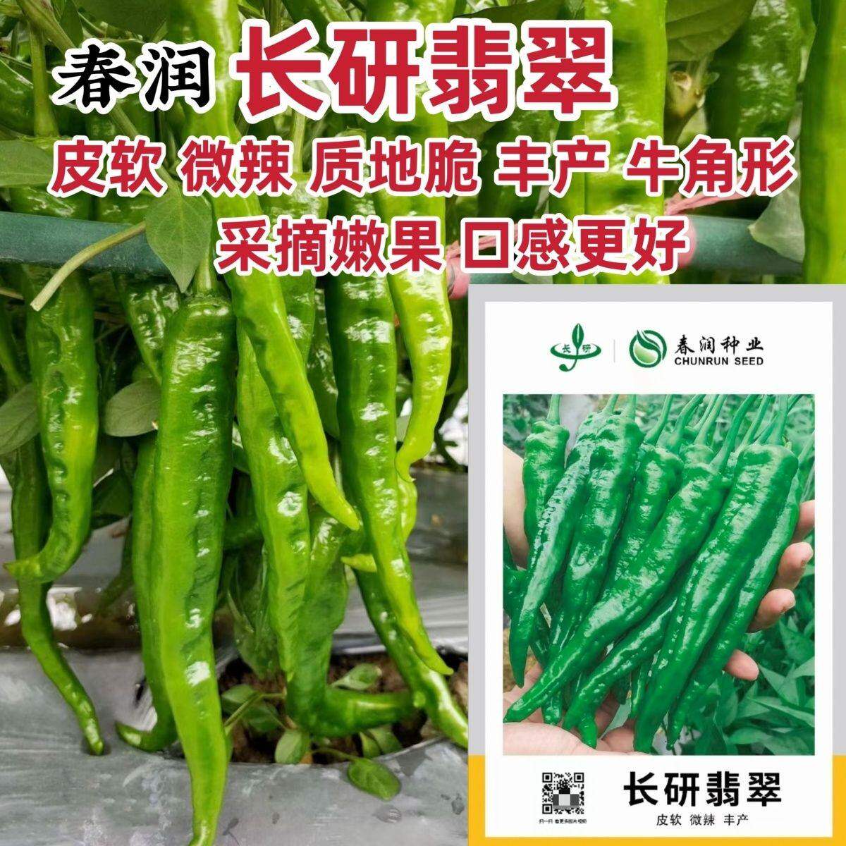 春润种业长研翡翠辣椒种子软皮辣椒种籽牛角形微辣正宗软皮椒种子