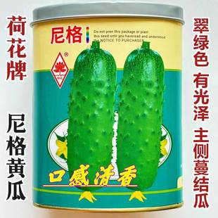 蔬菜瓜果四季黄瓜种子大全小黄瓜水果黄瓜种籽尼格嫩黄瓜籽种高产