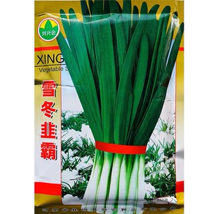 雪冬韭霸韭菜种子中科院培育抗寒不休眠韭菜种籽南北方播蔬菜种孑