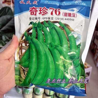 奇珍76甜豌豆种籽甜脆子
