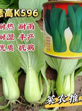德高k596青梗菜种子耐热耐湿耐雨青菜种子优质一代杂交小青菜种籽