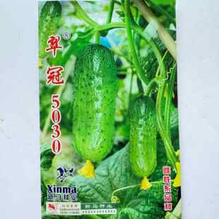 翠冠5030黄瓜种子嫩绿皮口感好雌性强杂交黄瓜种籽农家春秋季播种