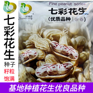 七彩花生种子优质高产花生种籽春季秋季播种花生种孑