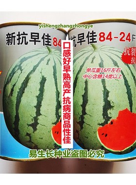 园翼 新抗早佳8424 西瓜种子 口感好早熟高产抗病商品性佳 春季播