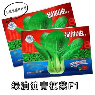 金盛达绿油油青梗菜杂交软糯口感好抗病青梗菜耐热正宗上海青种籽