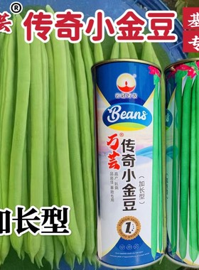 万芸传奇小金豆种籽子春夏秋早熟高产加长型荚淡绿色紫花四季豆角
