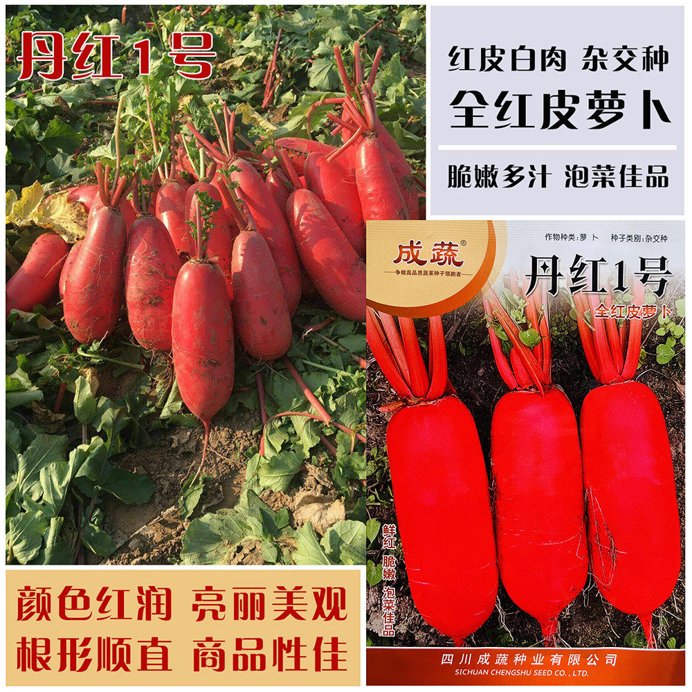 丹红1号红皮萝卜种子大红皮白肉萝卜种子夏秋季抗热红萝卜种子孑,鲜花速递/花卉仿真/绿植园艺,家庭园艺种子,淘宝优惠券,粉丝福利购,淘宝优惠卷