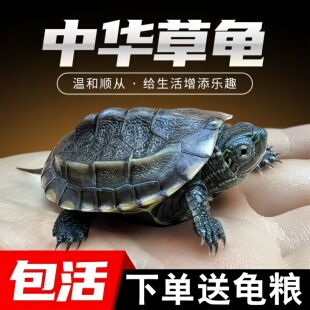 中华草龟活体小乌龟好养温顺长寿龟金线龟宠物龟甲鱼观赏龟冷水龟