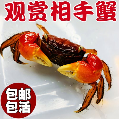 相手蟹淡水螃蟹活体观赏蟹桌面爬宠水果蟹相守蟹宠物蟹水族清洁工