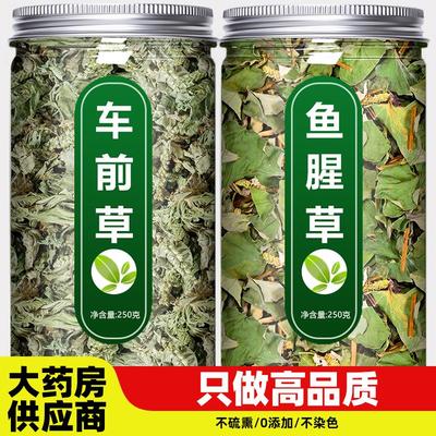 车前草鱼腥野生干货官方旗