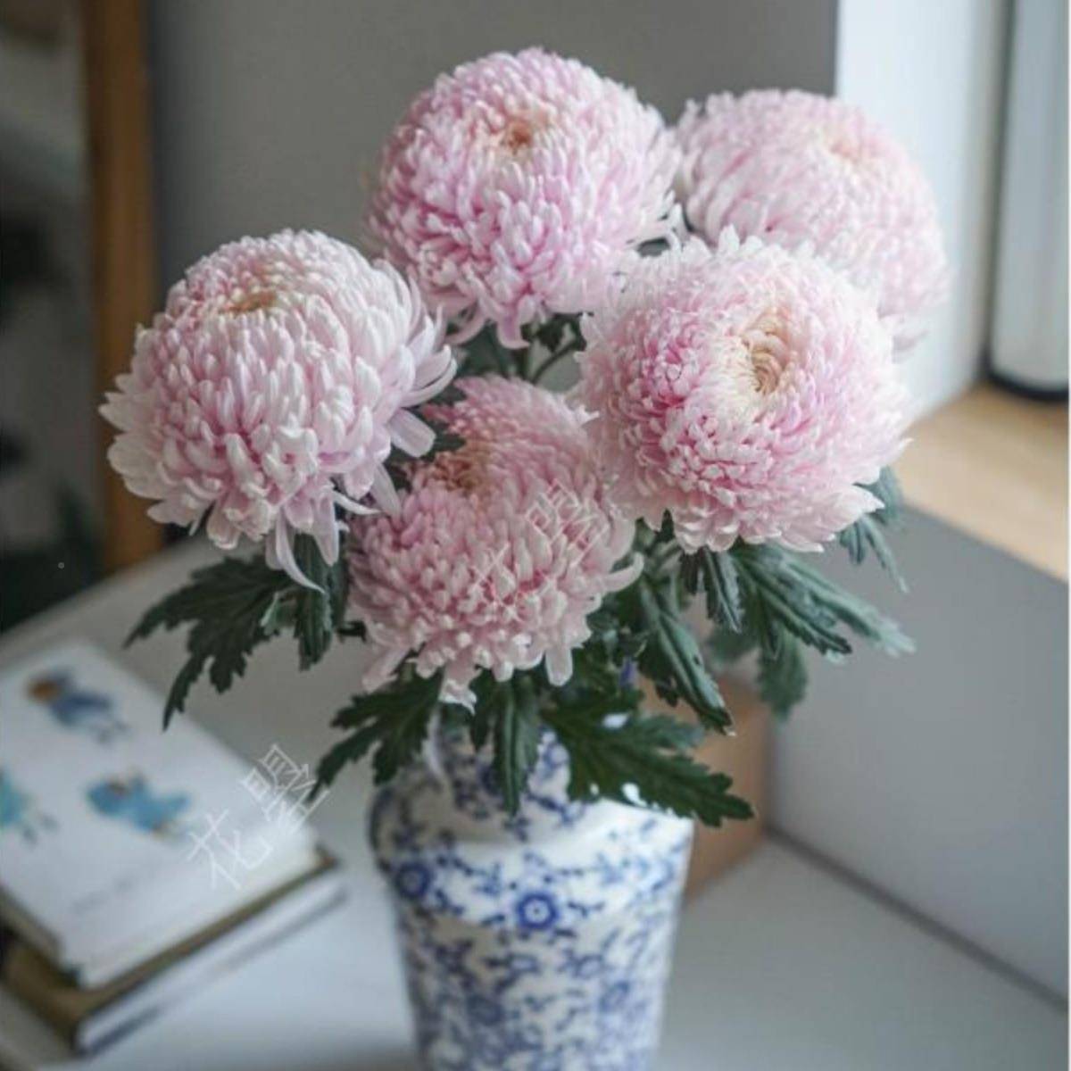 牡菊鲜花牡丹菊青花瓷牡丹10009649菊花丹瓶插花粉浅鲜花真色花餐