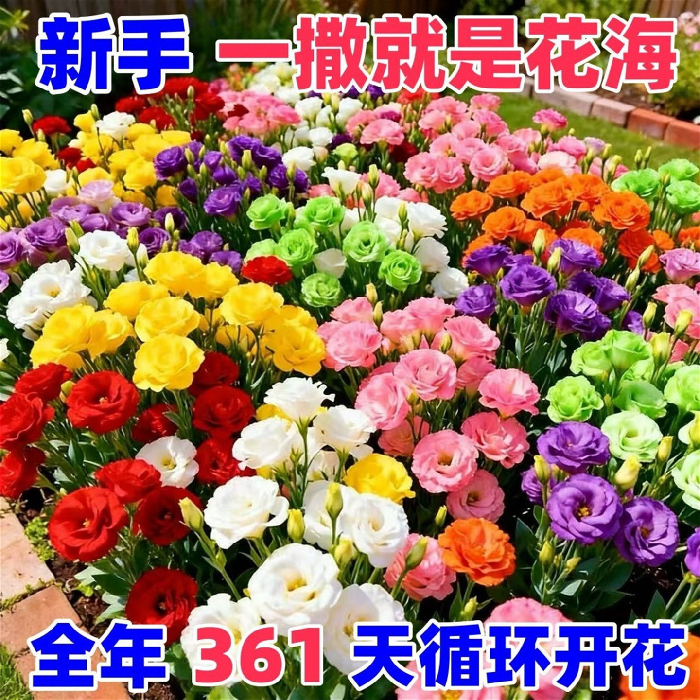 【一撒一片花海】浓香型重瓣洋桔梗种子大花花园盆栽室外花卉植物