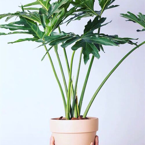 重庆绿植 北欧植物 室内绿植春雨盆栽 水泥盆植物 办公室