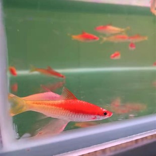 热带淡水观赏鱼一眉道人黑影道人黄化一眉道人草缸群游鱼