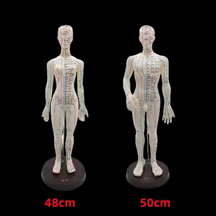 新款直销清库存伟叶人体针灸模型45cm女性50cm男模教学模型穴位模