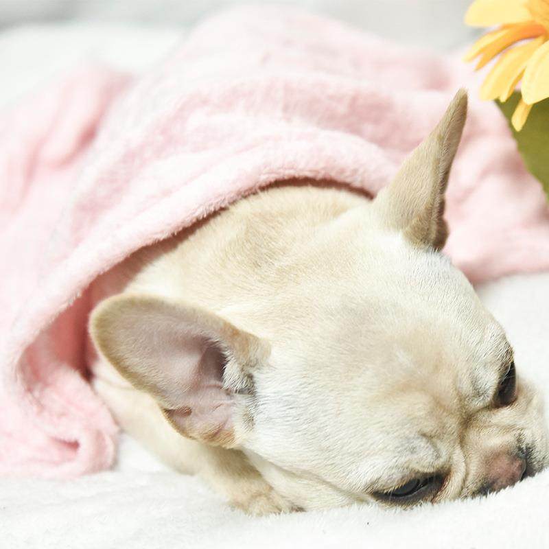 新款直销现货宠物毛毯礼品配套珊瑚绒法兰绒空调盖毯保暖狗垫,宠物/宠物食品及用品,猫狗垫子,淘宝优惠券,粉丝福利购,淘宝优惠卷