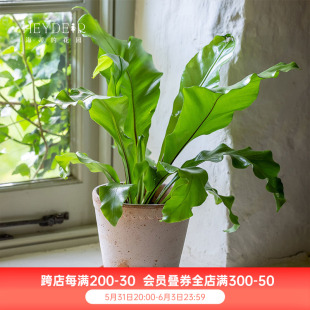 室内盆栽好养植物 鸟巢蕨办公室绿植书桌客厅阳台四季 海蒂 花园