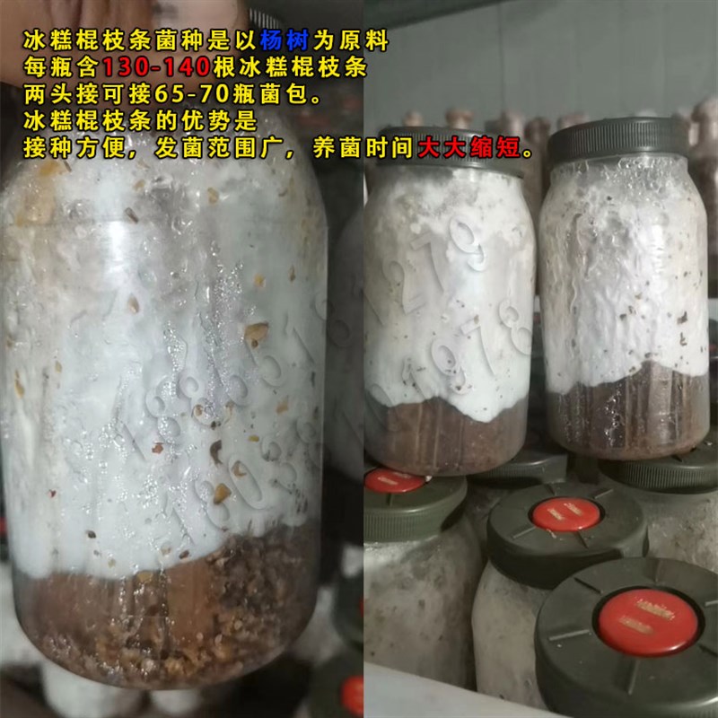 969 灰美2号 平菇菌种 原种 栽培种 姬菇 二级三级种 麦粒枝条种