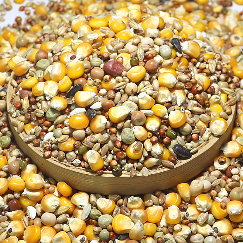 5斤A级小粒玉米优质鸽粮幼鸽粮鸽子饲料包邮肉鸽粮观赏鸽鸽饲料粮