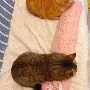 【宠物专用】宠物热水袋注水袋暖宝宝猫咪小狗窝冬天保暖神器防咬