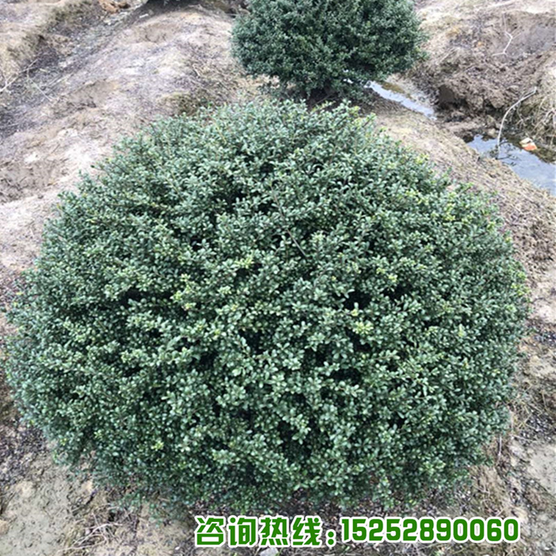 龟甲冬青球豆瓣冬青龟背冬青钝齿冬青别墅庭院四季常青绿化灌木球