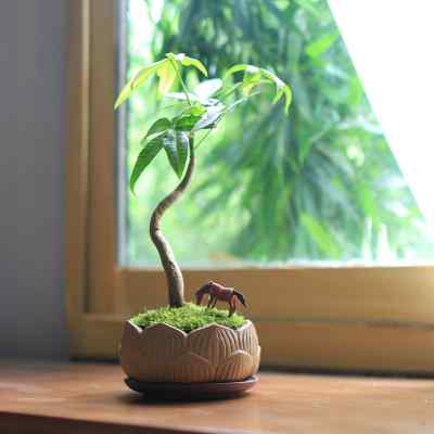 造型发财树小盆栽办公室内耐阴常青绿植桌面招财摆件好养盆景植物