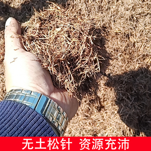 腐熟松针腐熟落叶松针种花用松针腐叶土松针腐殖质腐熟透气腐殖土