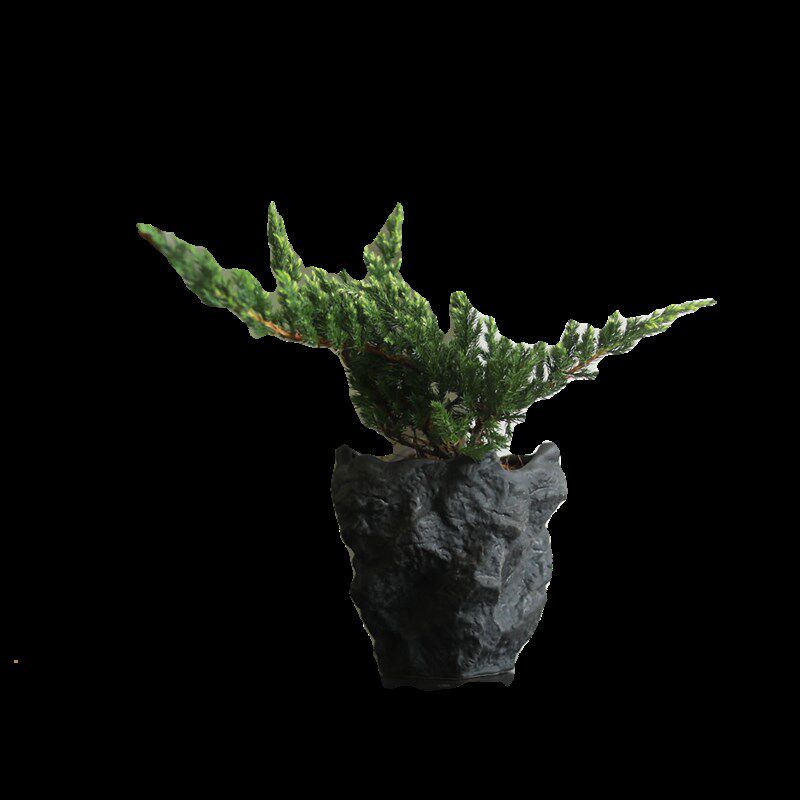 新西兰珍珠柏四季常绿观叶盆景柏树室内茶桌办公桌盆栽小众植物