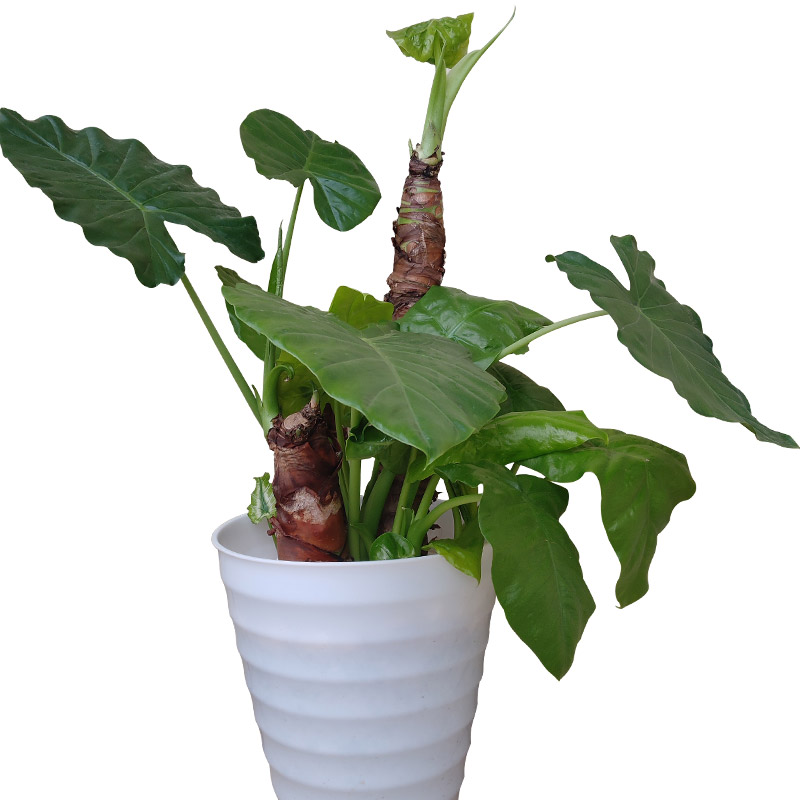 大叶滴水观音盆栽 客厅室内绿植盆景 大型霸王芋绿植花卉 去甲醇