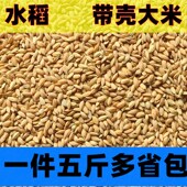 鸟食零食 鹦鹉鹦鹉仓鼠大米 稻谷 鸟粮 带壳鸽子5斤饲料 包邮 水稻