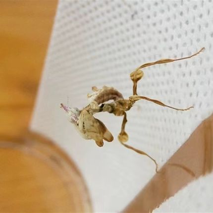 攀爬纸昆虫螳螂甲虫蜘蛛饲养盒壁粘贴爬宠盒壁攀爬活动纸
