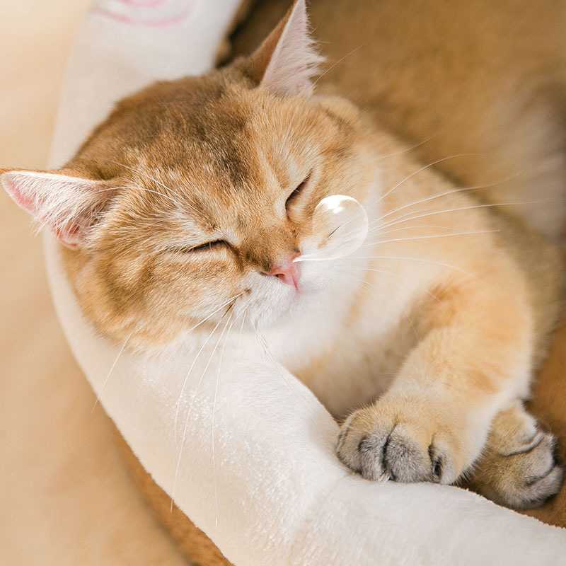 新款直销猫窝四季通用半封闭式猫床动物造型别墅秋冬季狗窝可拆洗