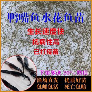 鸭嘴鱼水花鱼苗黄骨鱼军鱼苗鲟鱼苗淡水观赏鱼鲟龙鱼大口鲶鱼苗