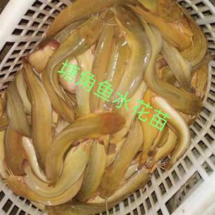 本地塘鲺鱼苗水花 塘角鱼苗水花 三黄塘角鱼滑鱼八胡子鱼苗水花