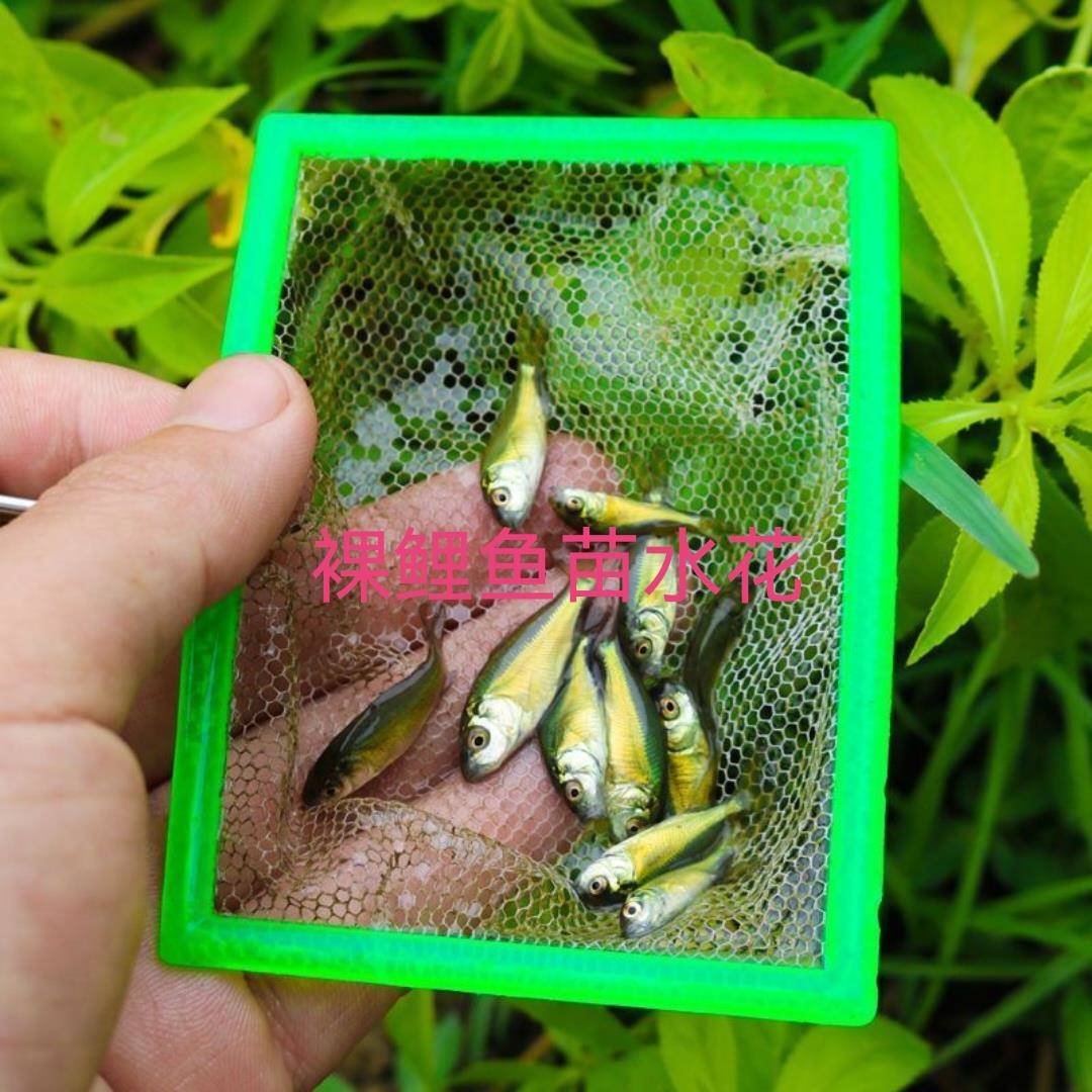 裸鲤鱼苗水花 裸斑鱼水花 无甲鲤鱼水花 活体鱼苗淡水养殖水花苗