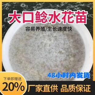 水花苗南方大口鲶鱼河鲶土鲶鱼六须胡子凶猛鱼鸭嘴鱼鳜鱼苗黄骨鱼