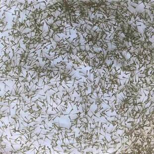 柳根水花鱼苗高山小溪冷水鱼柳根鱼水产小鱼小溪鱼柳根东北耐寒鱼