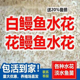 黄鳝苗鳗鱼苗河鳗水花鱼苗幼苗淡水白鳝花鳗鱼鲜活养殖花鳗白鳗鱼