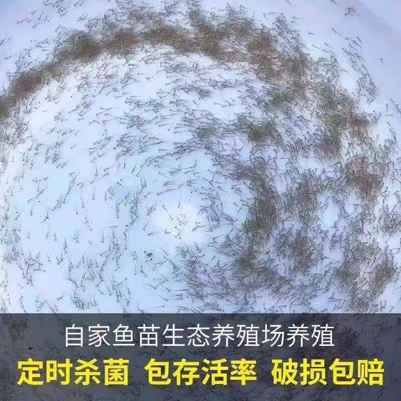 叉尾鱼苗水花鱼苗斑点叉尾鮰鱼苗黄尾鲴鱼苗黄尾水花鱼苗淡水鱼苗