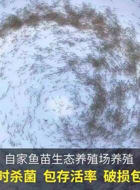 叉尾鱼苗水花鱼苗斑点叉尾鮰鱼苗黄尾鲴鱼苗黄尾水花鱼苗淡水鱼苗